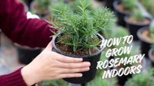 How To Grow Rosemary Indoors And Actually Keep It Alive All Year Long